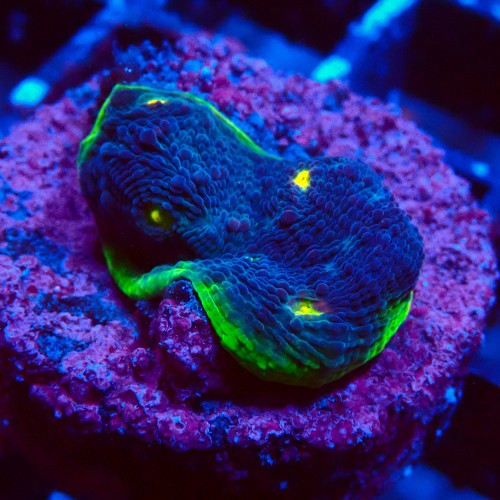 ECHINOPHYLLIA CHALICE WATERMELON FRAG #1607018