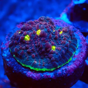 ECHINOPHYLLIA CHALICE WATERMELON FRAG #1607020