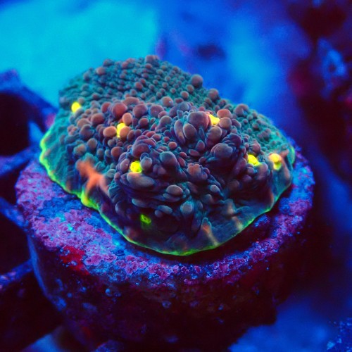 ECHINOPHYLLIA CHALICE WATERMELON FRAG #1607021