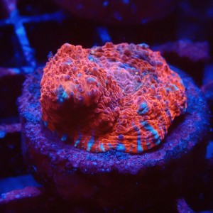 ECHINOPHYLLIA CHALICE RED FRAG #1607027