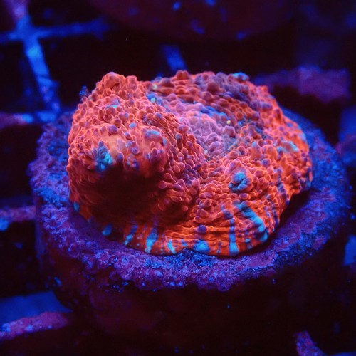 ECHINOPHYLLIA CHALICE RED FRAG #1607027