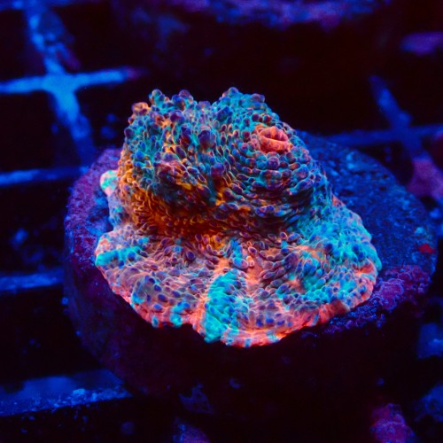 ECHINOPHYLLIA CHALICE NACHO CHEESE FRAG #1607028