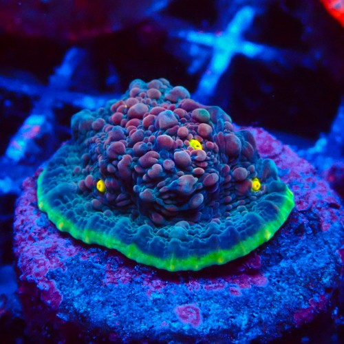 ECHINOPHYLLIA CHALICE WATERMELON FRAG #1607031