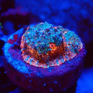 ECHINOPHYLLIA CHALICE NACHO CHEESE FRAG #1607028