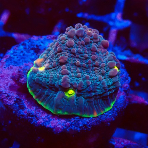 ECHINOPHYLLIA CHALICE WATERMELON FRAG #1607034