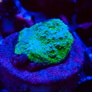 ECHINOPHYLLIA CHALICE LIME GREEN FRAG #1607035