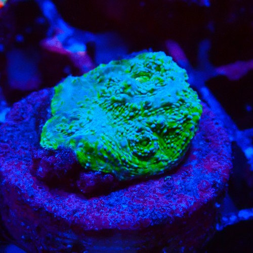 ECHINOPHYLLIA CHALICE LIME GREEN FRAG #1607035