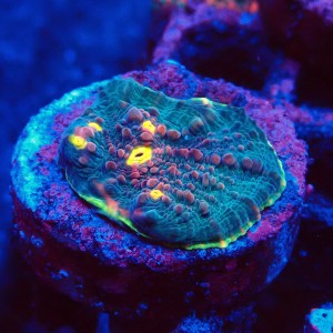 ECHINOPHYLLIA CHALICE GREEN WATERMELON FRAG #1607046