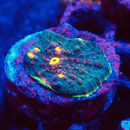 ECHINOPHYLLIA CHALICE GREEN WATERMELON FRAG #1607046