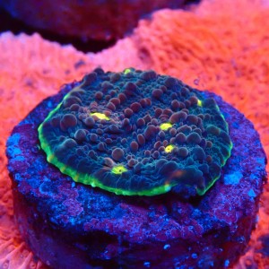 ECHINOPHYLLIA CHALICE WATERMELON FRAG #1607048