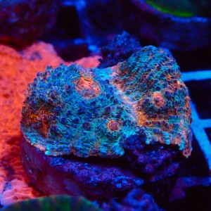 ECHINOPHYLLIA CHALICE NACHO CHEESE FRAG #1607049