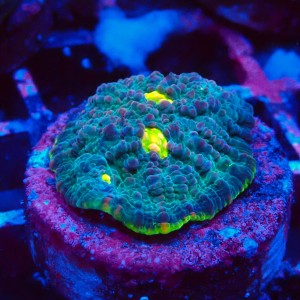 ECHINOPHYLLIA CHALICE GREEN WATERMELON FRAG #1607050