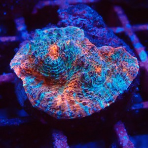 ECHINOPHYLLIA CHALICE NACHO CHEESE FRAG #1607051