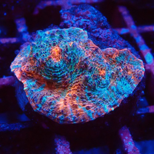 ECHINOPHYLLIA CHALICE NACHO CHEESE FRAG #1607051