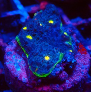ECHINOPHYLLIA CHALICE WATERMELON FRAG #1607052