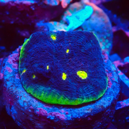 ECHINOPHYLLIA CHALICE WATERMELON FRAG #1607055