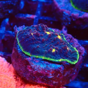 ECHINOPHYLLIA CHALICE WATERMELON FRAG #1607058