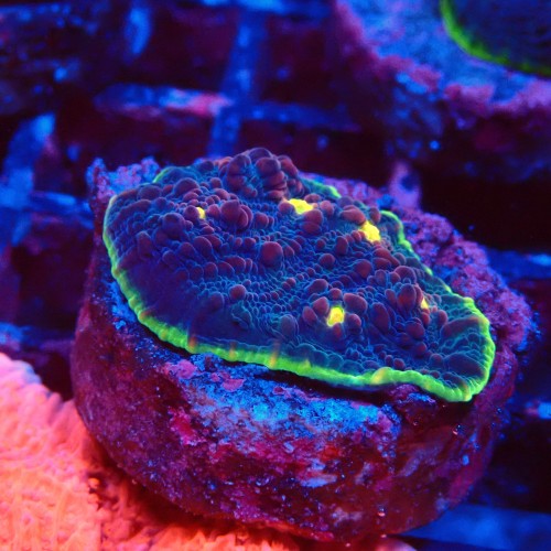 ECHINOPHYLLIA CHALICE WATERMELON FRAG #1607058
