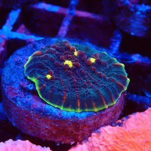 ECHINOPHYLLIA CHALICE WATERMELON FRAG #1607059