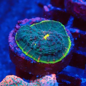 ECHINOPHYLLIA CHALICE GREEN WATERMELON FRAG #1607060