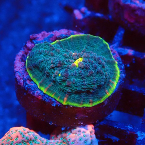 ECHINOPHYLLIA CHALICE GREEN WATERMELON FRAG #1607060