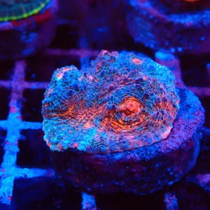 ECHINOPHYLLIA CHALICE NACHO CHEESE FRAG #1607067
