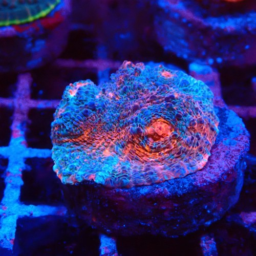 ECHINOPHYLLIA CHALICE NACHO CHEESE FRAG #1607067