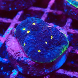 ECHINOPHYLLIA CHALICE WATERMELON FRAG #1607069