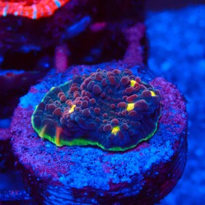 ECHINOPHYLLIA CHALICE WATERMELON FRAG #1607072