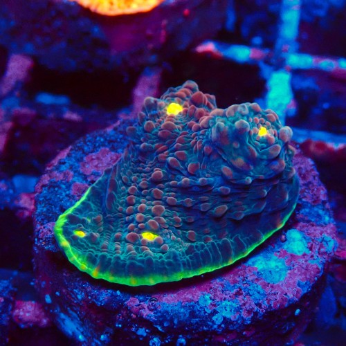ECHINOPHYLLIA CHALICE WATERMELON FRAG #1607073