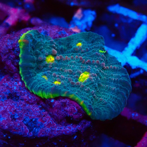 ECHINOPHYLLIA CHALICE GREEN WATERMELON FRAG #1607076