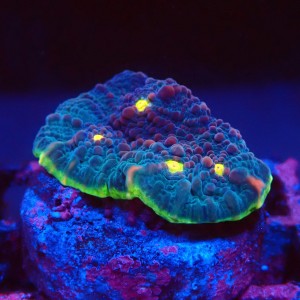 ECHINOPHYLLIA CHALICE WATERMELON FRAG #1607081
