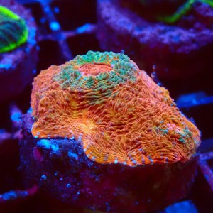 ECHINOPHYLLIA CHALICE NACHO CHEESE FRAG #1607012