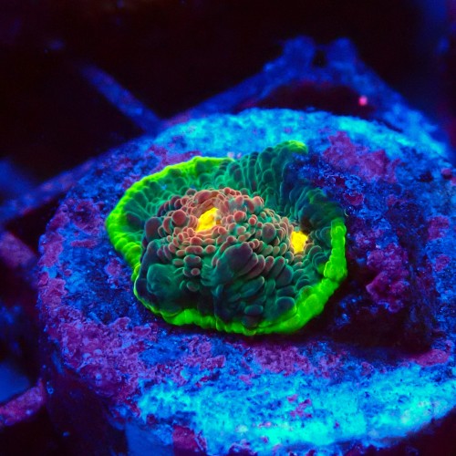 ECHINOPHYLLIA CHALICE WATERMELON ULTRA FRAG #1607014