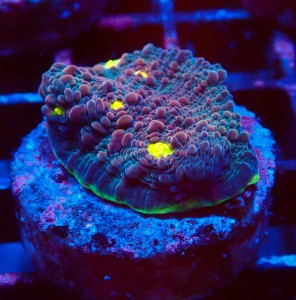 ECHINOPHYLLIA CHALICE WATERMELON FRAG #1607023