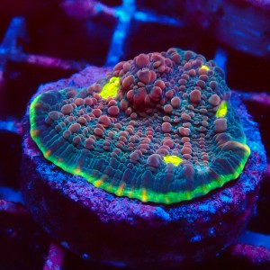 ECHINOPHYLLIA CHALICE WATERMELON FRAG #1607029