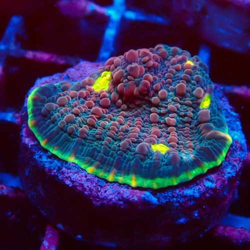 ECHINOPHYLLIA CHALICE WATERMELON FRAG #1607029