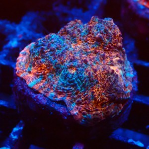 ECHINOPHYLLIA CHALICE NACHO CHEESE FRAG #1607030