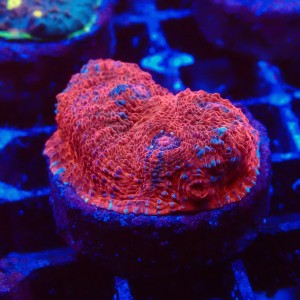 ECHINOPHYLLIA CHALICE RED FRAG #1607039