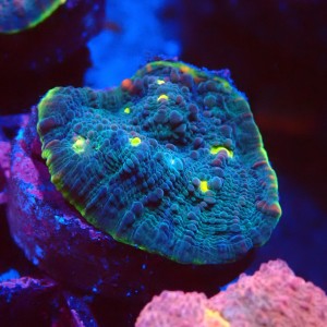 ECHINOPHYLLIA CHALICE WATERMELON FRAG #1607054