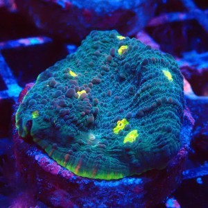 ECHINOPHYLLIA CHALICE WATERMELON FRAG #1607054