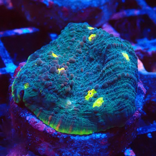 ECHINOPHYLLIA CHALICE WATERMELON FRAG #1607054