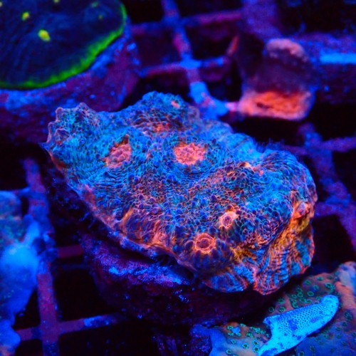 ECHINOPHYLLIA CHALICE NACHO CHEESE FRAG #1607062