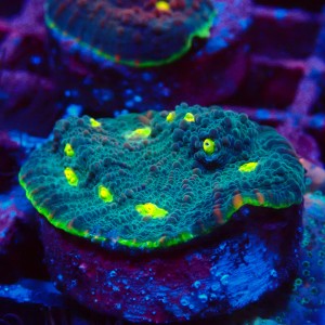 ECHINOPHYLLIA CHALICE GREEN WATERMELON FRAG #1607063