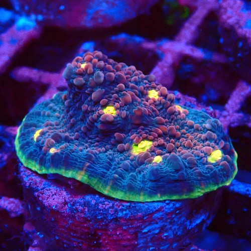 ECHINOPHYLLIA CHALICE WATERMELON FRAG #1607068