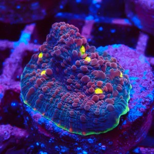 ECHINOPHYLLIA CHALICE WATERMELON FRAG #1607070