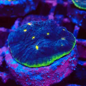 ECHINOPHYLLIA CHALICE WATERMELON FRAG #1607071