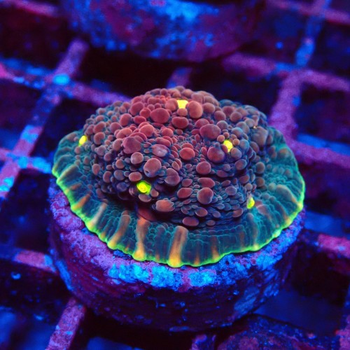 ECHINOPHYLLIA CHALICE WATERMELON FRAG #1607074