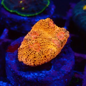 ECHINOPHYLLIA CHALICE FLUO ORANGE FRAG #1607077