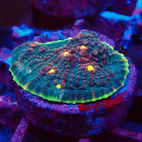 ECHINOPHYLLIA CHALICE WATERMELON FRAG #1607078